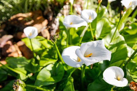 Property photo of 30 Robert Street Willoughby East NSW 2068