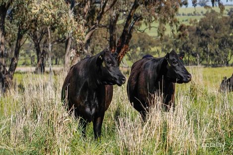 593 Belgravia Rd, Belgravia, NSW 2800