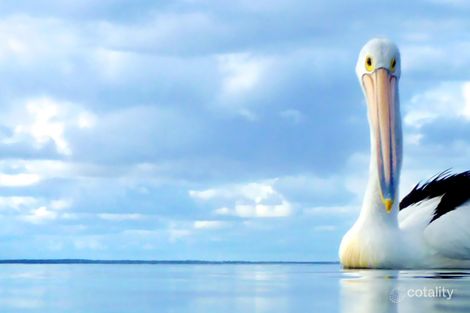 10 Robb St, Encounter Bay, SA 5211