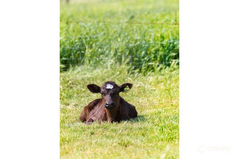 1782 Jervois Rd, Woods Point, SA 5253