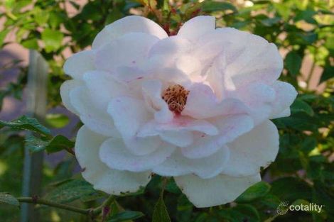 126 Cyprus St, Lalor, VIC 3075