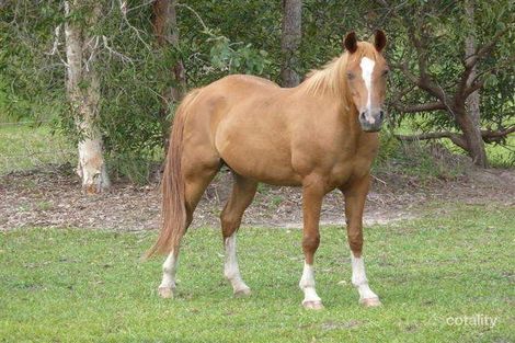 Property photo of 146 Callistemon Court Cootharaba QLD 4565