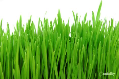 14 Featherwood Cres, Beerwah, QLD 4519