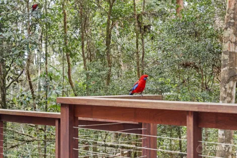 Property photo of 12 Wattle Grove Springbrook QLD 4213