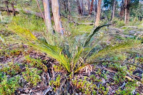 Property photo of 588 Nullawa Road Tambar Springs NSW 2381