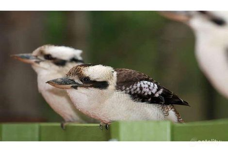 Property photo of 72 Witheren Road Clagiraba QLD 4211