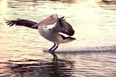 4 Jefferson Ct, Wellington East, SA 5259