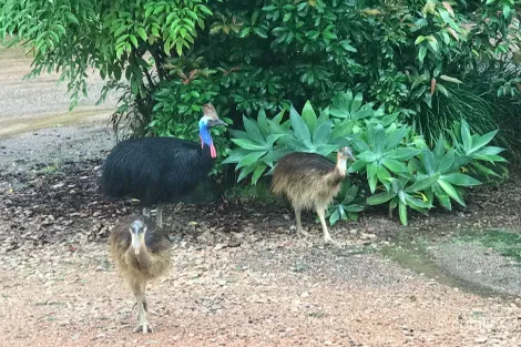 Property photo of 62 Mountain View Close Maria Creeks QLD 4855