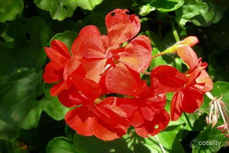 Property photo of 1/11 Woronora Parade Oatley NSW 2223