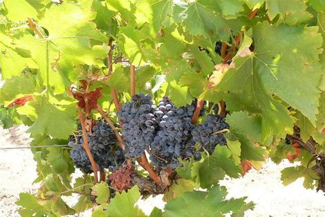 Lot 354 Light Pass Rd, Stockwell, SA 5355