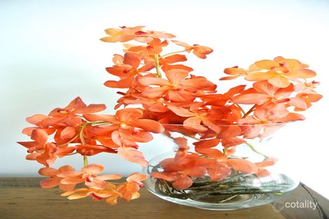 Property photo of 32 Shingley Drive Airlie Beach QLD 4802