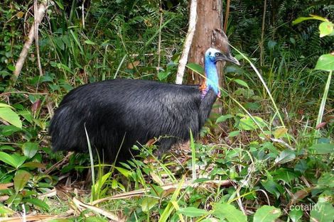 Property photo of 7 Sandpiper Close Mission Beach QLD 4852