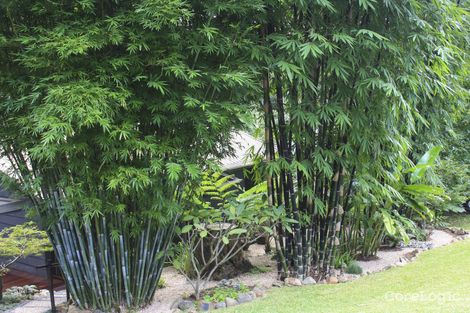 Property photo of 16 Lucania Court Tamborine Mountain QLD 4272