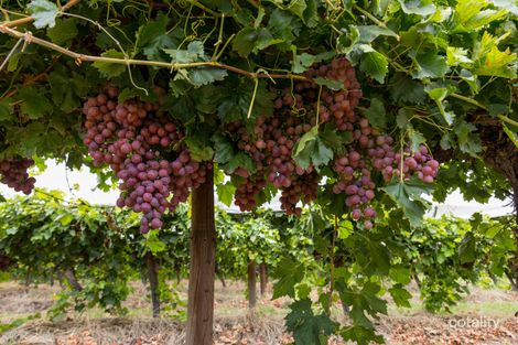 86 Buloke St, Red Cliffs, VIC 3496