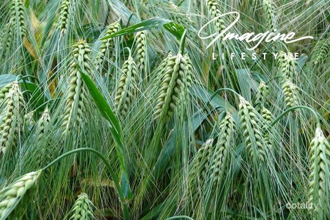 366 Avondale Rd, Boggabilla, NSW 2409