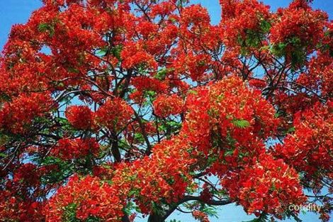 Property photo of 4 Wonich Fairway Greenfields WA 6210