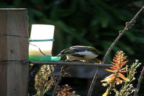 Property photo of 3 Teak Street Rothwell QLD 4022