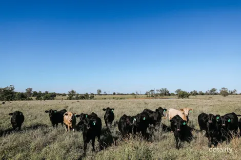 Property photo of 888 Dargal Road Bungeworgorai QLD 4455