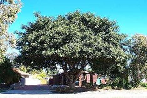 43 Vahland Ave, Riverton, WA 6148