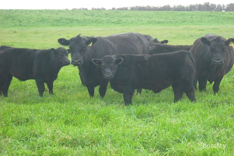 64 Randell Rd, Tintinara, SA 5266