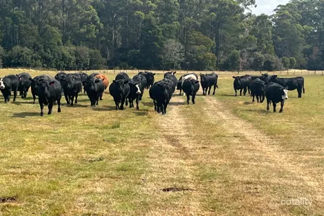 17 Walkers Rd, Rocky Cape, TAS 7321