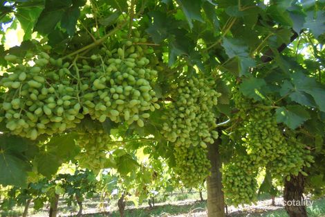 138 Honour Ave, Merbein West, VIC 3505