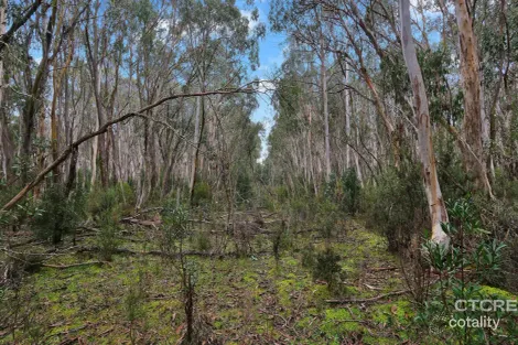 Property photo of 955 Bendoc-Orbost Road Bendoc VIC 3888
