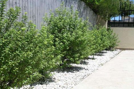 Property photo of 18 Agnes Street Ottoway SA 5013