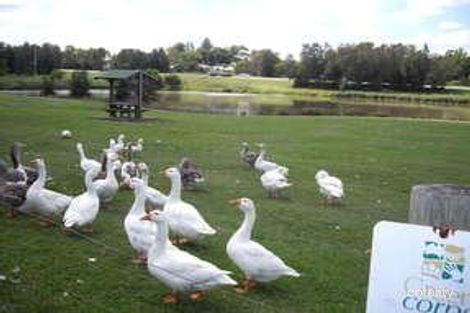 Property photo of 6 Capp Street Telarah NSW 2320