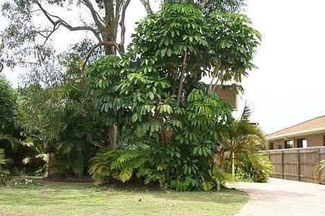 40 Santa Monica Ave, Coolum Beach, QLD 4573