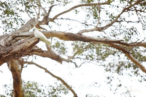 Lot 563 Bowerman Rd, Elderslie, NSW 2570