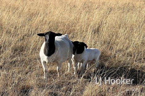 92 Pretoria Park Rd, Delungra, NSW 2403