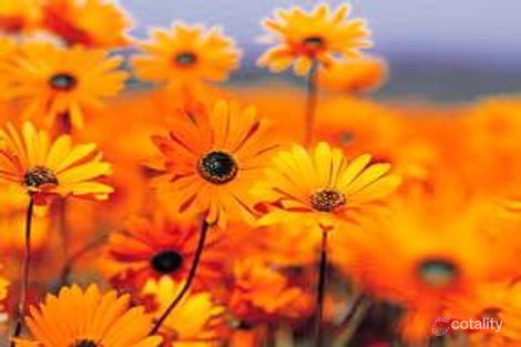 156 David Rd, Barden Ridge, NSW 2234