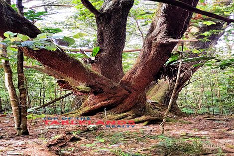 57 Bellview Dr, Ravenshoe, QLD 4888