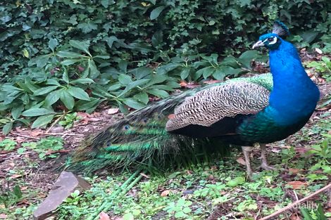 Property photo of 24 Falls Road Mount Dandenong VIC 3767