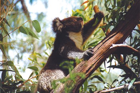 Property photo of 8 Timbertop Court Valla NSW 2448