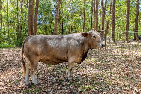 Property photo of 722 Diddillibah Road Diddillibah QLD 4559