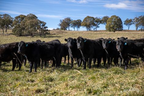 217 Summers Rd, Maybole, NSW 2365