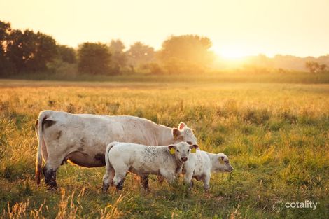 Property photo of 180 Wallarobba-Brookfield Road Brookfield NSW 2420