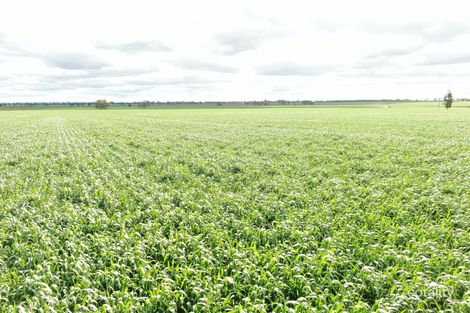 364 Rutledges Lane, Weethalle, NSW 2669