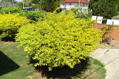 Property photo of 56 Florence Street Brighton QLD 4017