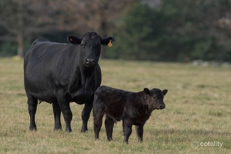 246 Whistons Lane, Tallawang, NSW 2852