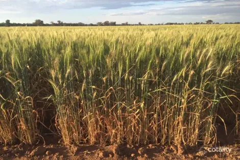 325 Tralee Lane, Peak Hill, NSW 2869