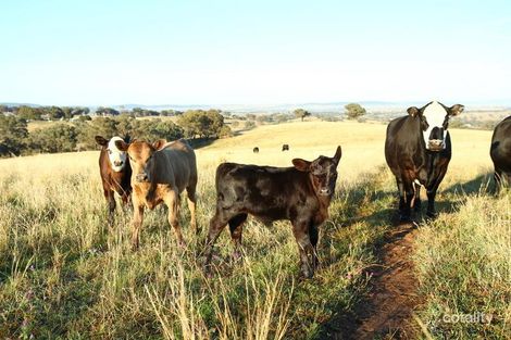 Property photo of 231 Milo Road Murringo NSW 2586