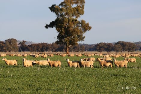 251 Boyds Rd, Stockinbingal, NSW 2725