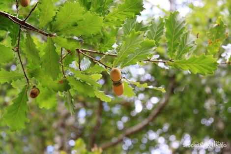 26 Woulfes Hill Rd, Eganstown, VIC 3461