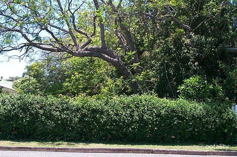 Property photo of 59 Hall Avenue Corinda QLD 4075