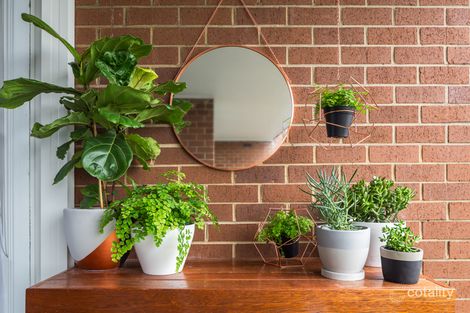 11/268 Johnston St, Annandale, NSW 2038