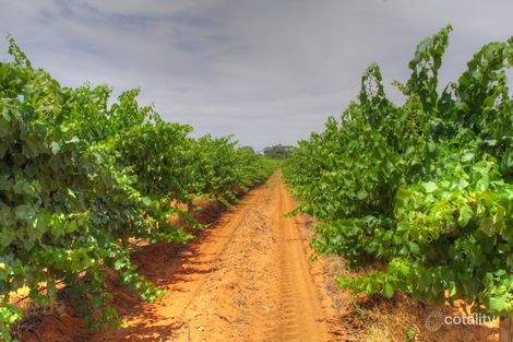 732 Chowilla St, Renmark West, SA 5341