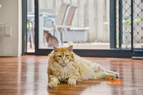 Property photo of 1 Pelham Lane Henley Brook WA 6055